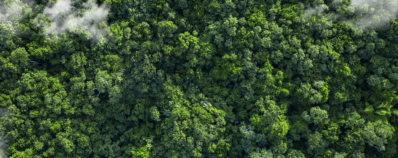 Forest aerial view