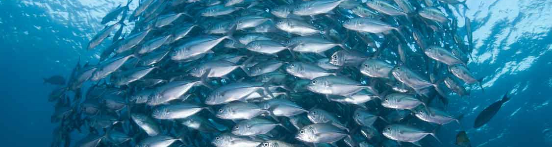 Fish health and welfare