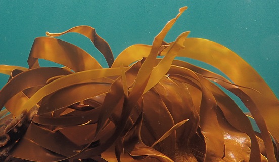 Kelp forest