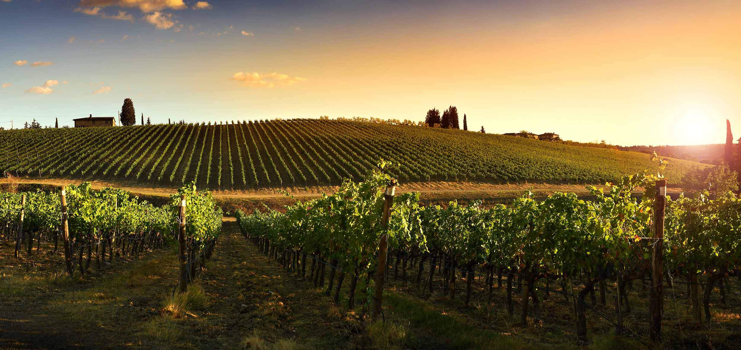 Scenic view over vineyard