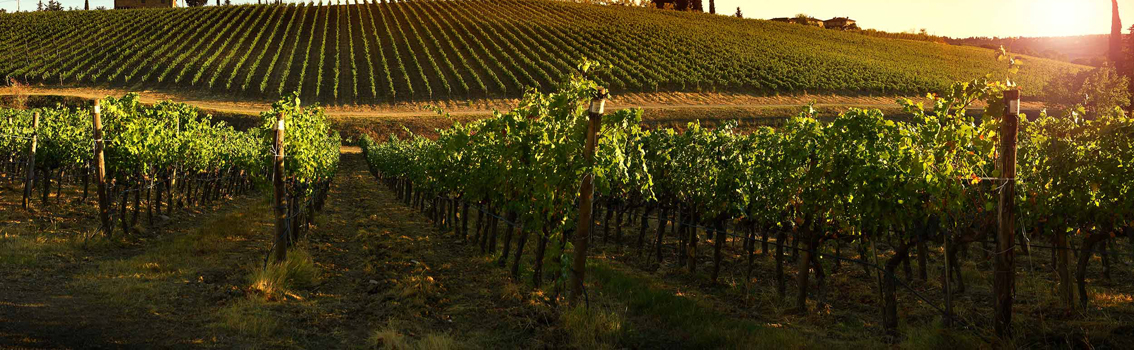 My Story verifies the supply chain of wine production