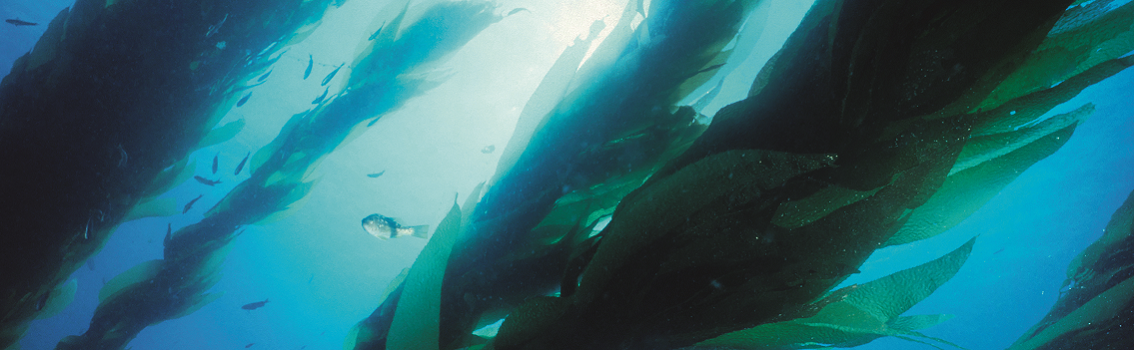 Ocean's report to 2050: Dudgeon offshore wind farm