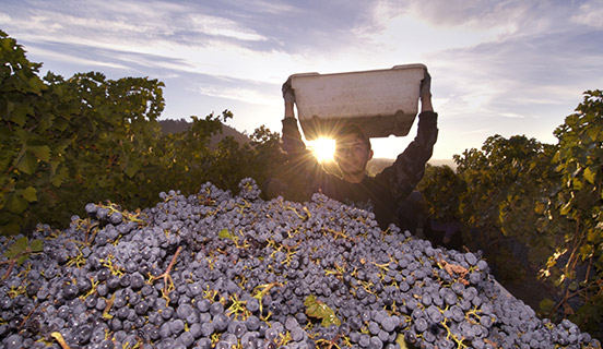 SEDEX platform and SMETA audits