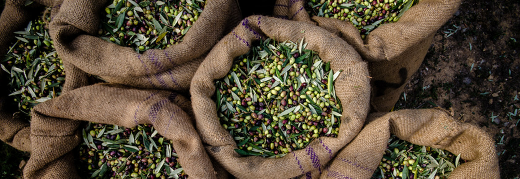 harvested fresh olives in sacks