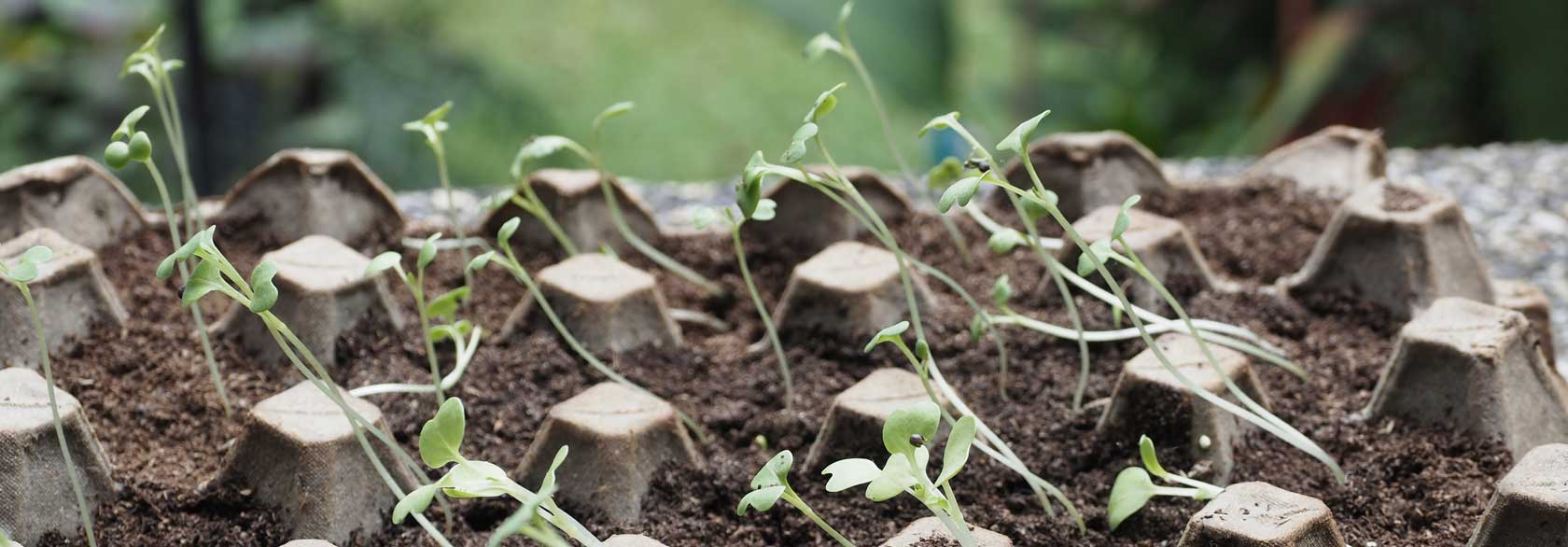 Small plats growing in carton egg box