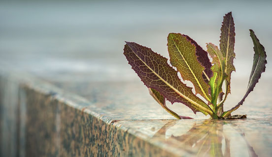 Are companies resilient enough to climate change?